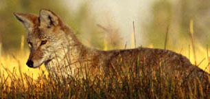 coyote.jpg (37287 bytes)